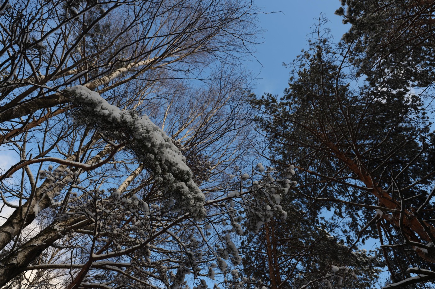 DECEMBAR- mesec praznične čarolije