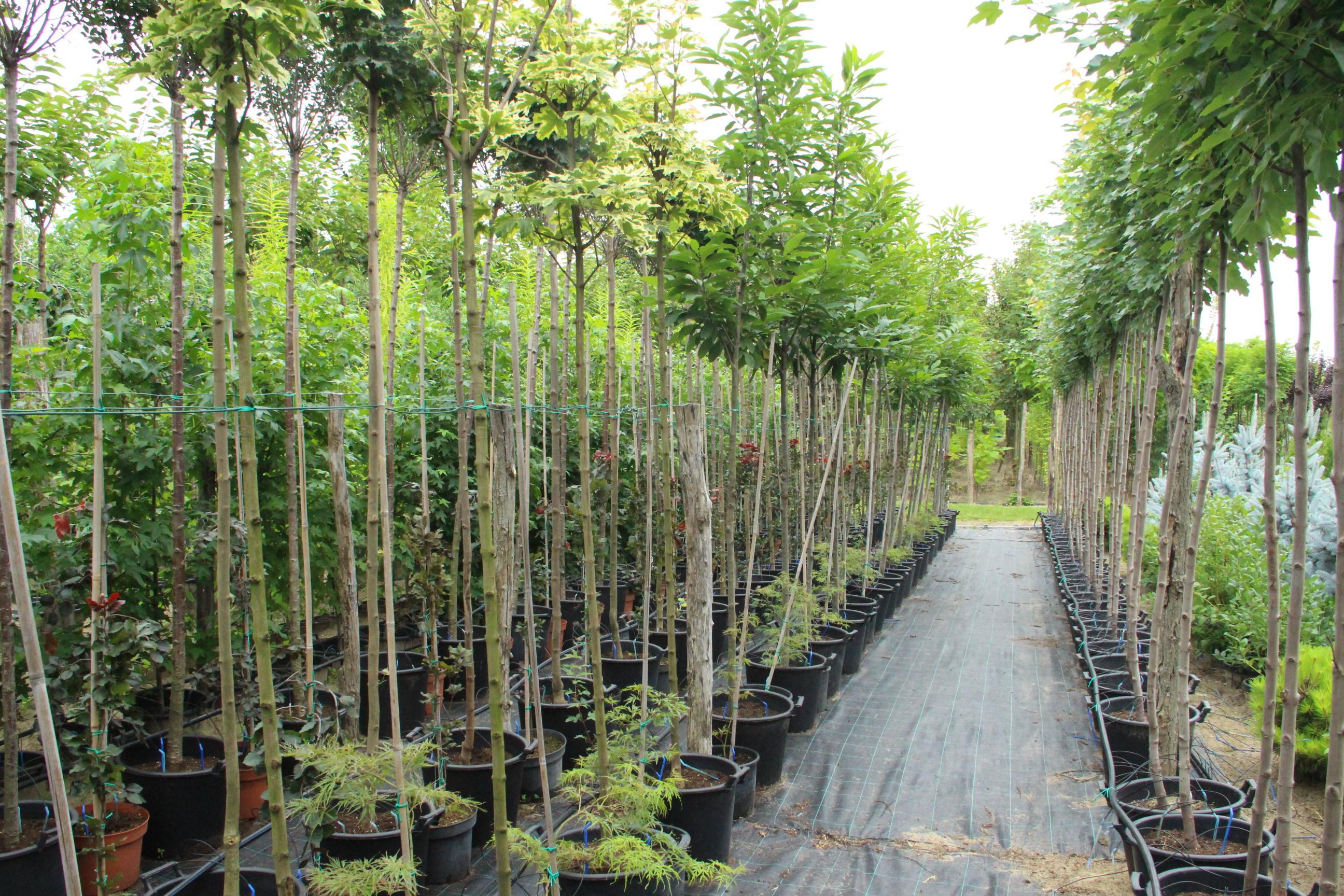 Kako pravilno izabrati drvo za vaše dvorište?