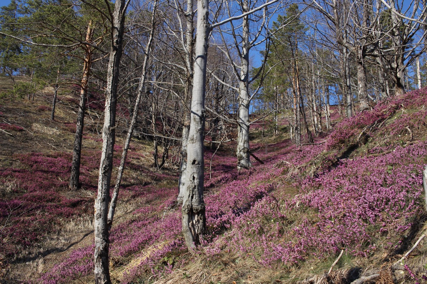 Mart- prvi koraci proleća