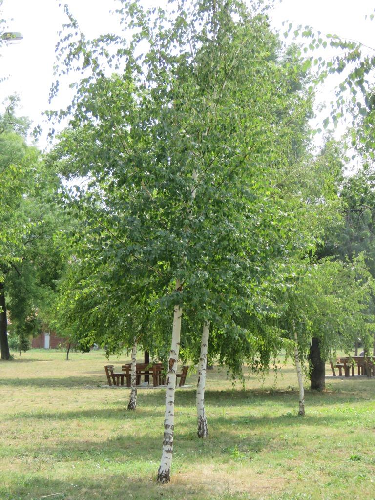 Drvo breze