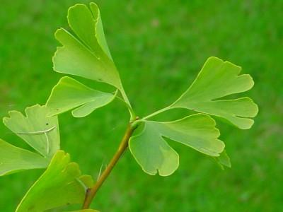 Drvo Ginka-Ginko biloba